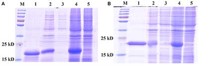 Binding Specificity of Two PBPs in the Yellow Peach Moth Conogethes punctiferalis (Guenée)
